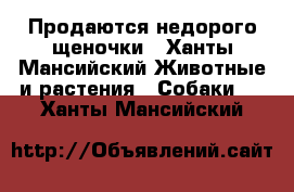 Продаются недорого щеночки - Ханты-Мансийский Животные и растения » Собаки   . Ханты-Мансийский